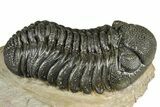 Detailed Phacopid (Morocops) Trilobite - Foum Zguid, Morocco #363150-2
